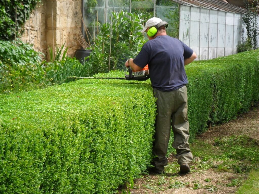 Why is Tree Trimming Important for Maintaining Healthy Trees?