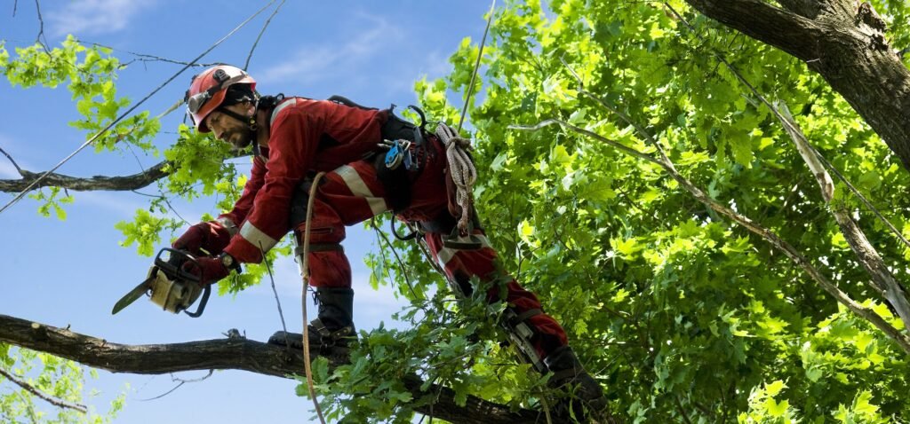 #residentialdemolitionmelbourne #excavatorhiremelbourne #treeremovalservicesmelbourne