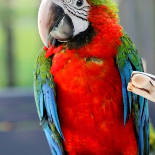 Macaws for Sale by Owner