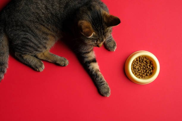 Natural Pet Food for Cats