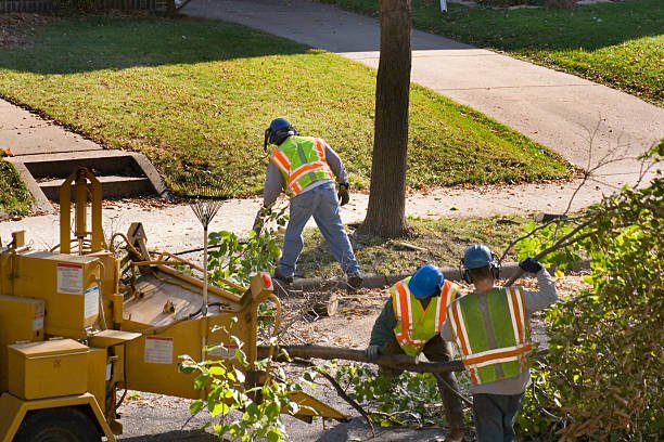 Residential Tree Service