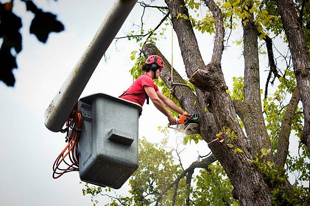 Tree Removal Services