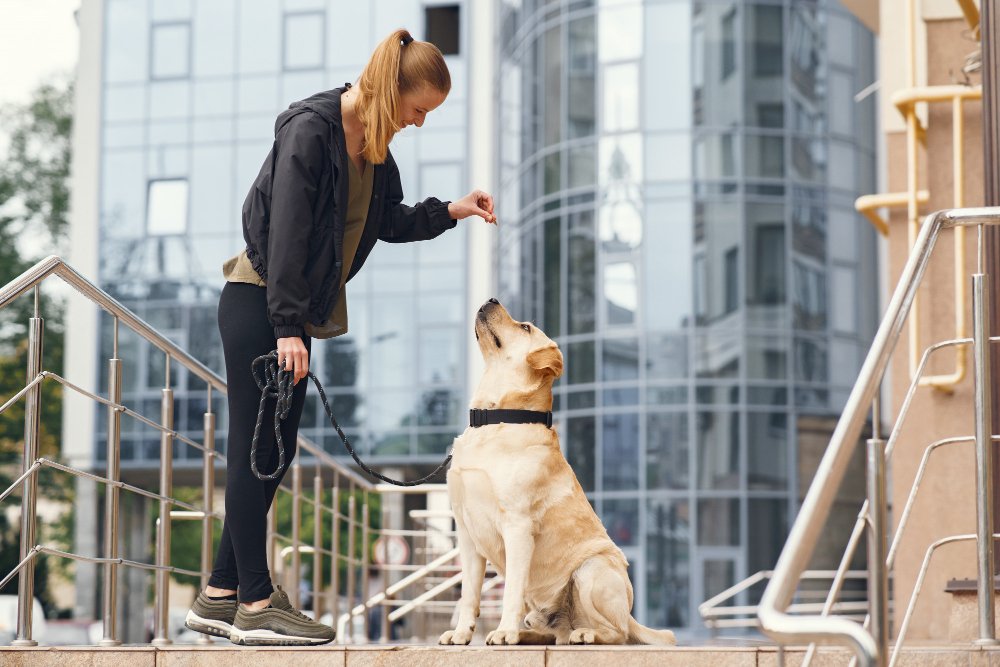 A woman interacts lovingly with her leashed dog, demonstrating the effectiveness of expert training for Standard Poodles.