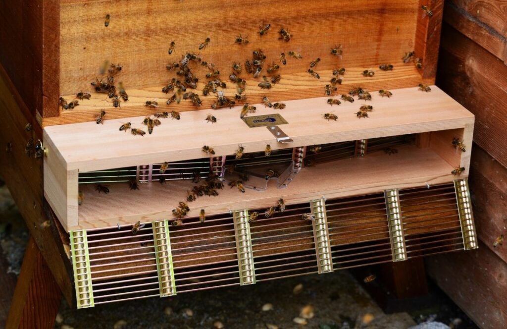 How to Choose the Right Bee Relocation Specialist