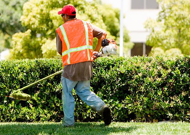 Tree Trimming