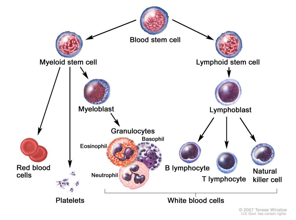 Chronic Lymphocytic Leukemia