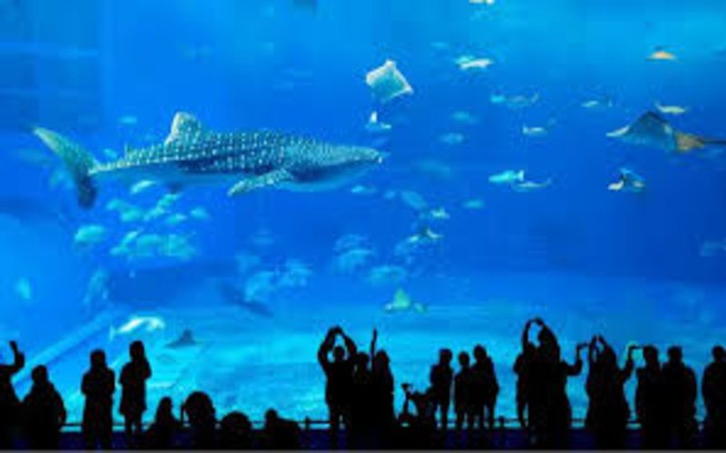 Dubai Mall Aquarium